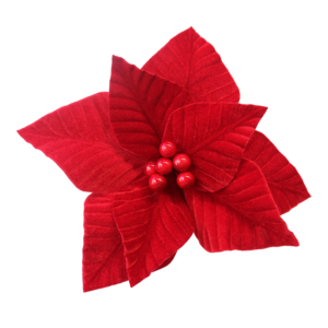 Red Poinsettia