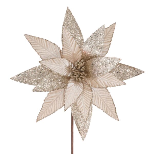 Velvet Champagne Poinsettia